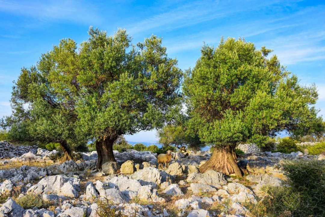 Stanko Sea View Daire Metajna Dış mekan fotoğraf
